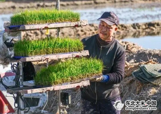 松花江畔涌新潮｜一场鉴评折射吉林粮食产业的品质之变