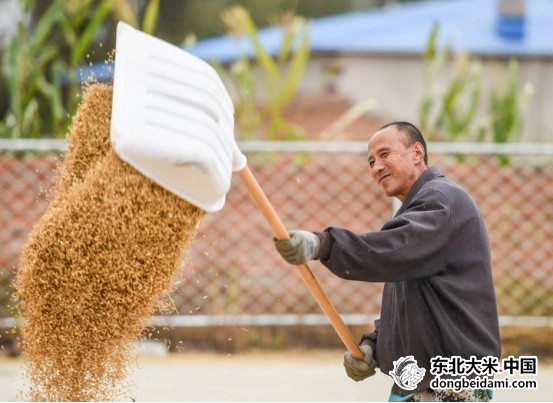 岭上兴安&middot;四季风物丨北纬46度上的稻花香