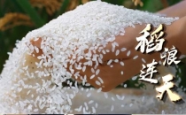 黑龙江的大米为什么这么好吃？