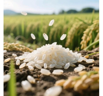 黑龙江响水大米稻花香2号的相关介绍