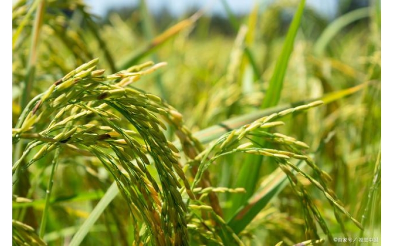 东北地区水稻种植概况及存在的问题