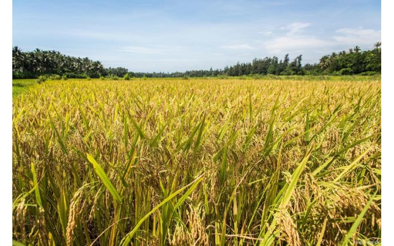 东北种植水稻有哪些优势条件，你知道吗？