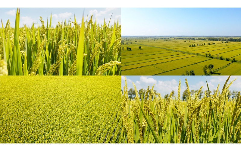 黑龙江省五常市：一粒大米里的五常智慧