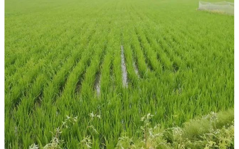 坚决扛稳粮食安全责任