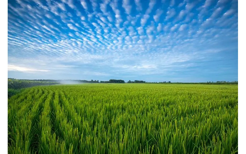 黑龙江五常大米松粳22号介绍