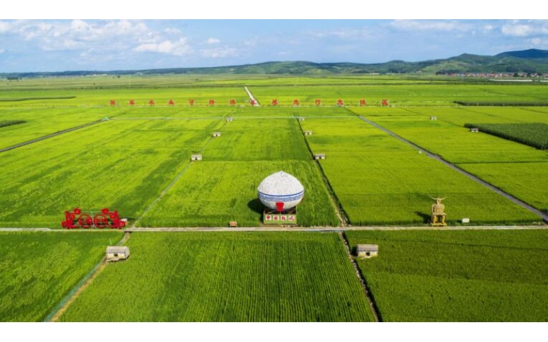 以品牌建设为引擎 吉林大米种出新希望