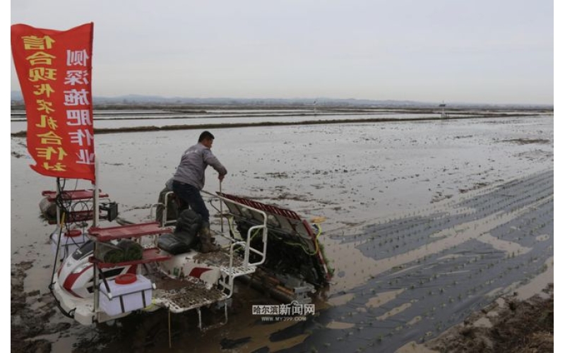 黑龙江省首批覆膜机插秧苗下田