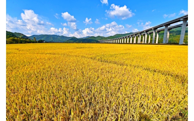 辽宁省本溪市桓仁满族自治县大米产业介绍